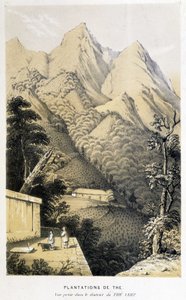 Teeplantage in China: Ansicht aus dem Grüntee-Distrikt, Fortunes Reise nach China - Gravur, n.d.
