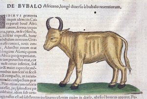 Der afrikanische Büffel nach Historiae animalium von Konrad Gesner, Tiguri