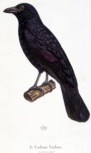 Die Krähe Corbine - Naturgeschichtstafel