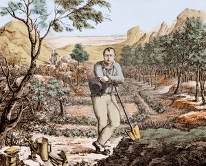 Der Gärtner von St. Helena - Napoleon im Exil auf St. Helena, Gravur