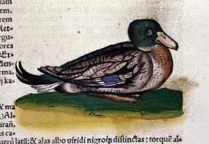 Der Harle in Historia Animalium von Conrad Gesner (1516 - 1565), Tiguri