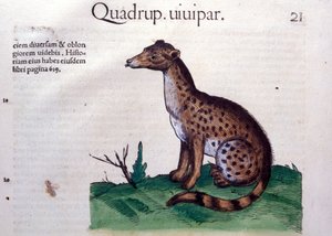Der Schakal - in Historia Animalium von Conrad Gesner (1516 - 1565), Tiguri