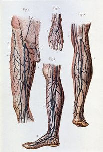 Das Blutkreislaufsystem in den Beinen und Füßen (Gravur) von Unknown artist