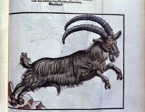 Der Steinbock nach Historiae animalium von Konrad Gesner, Tiguri