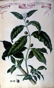 Der Kaffeebaum. Herbarium des 19. Jahrhunderts von Unknown artist