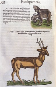 Der Hirsch in Historia Animalium von Conrad Gesner (1516 - 1565), Tiguri