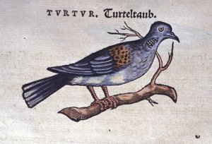 Die Taube - aus Historiae animalium von Konrad Gesner, Tiguri von Unknown artist
