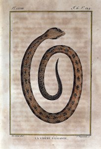 Die elegante Viper. Tafel aus einem Werk der Naturgeschichte „Œuvres de Buffon“ von Naturforscher Georges Louis Leclerc, Graf von Buffon (1707 - 1788). 19. Jahrhundert