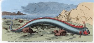 Die große Seeschlange, gefunden in der Hungary Bay auf Bermuda am 22.01.1860. Illustration aus „Harper