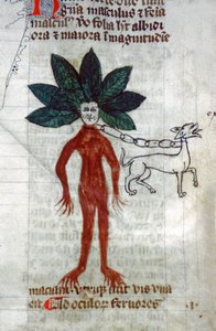 Die Alraune, 15. Jahrhundert (Miniatur)