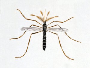 Die Mücke. Naturgeschichtstafel. 19. Jahrhundert von Unknown artist