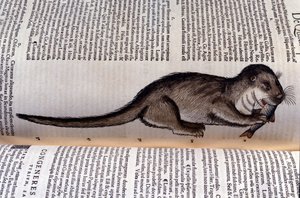 Der Otter - Historia Animalium von Conrad Gesner (1516 - 1565), Tiguri von Unknown artist