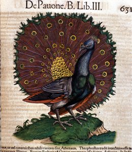 Der Pfau nach der Historia Animalium von Conrad Gesner, Tiguri 1560. Biblioteca Nazionale Braidense. Mailand