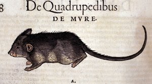 Die Ratte nach der Historia Animalium von Conrad Gesner, Tiguri 1560. Biblioteca Nazionale Braidense. Mailand