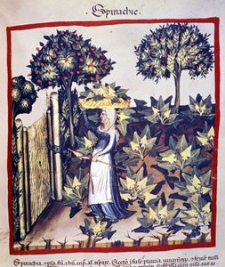 Die Ernte von Spinat. Illustration aus dem Tacuinum sanitatis von Unknown artist