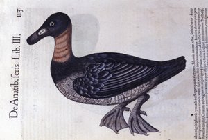 Die Rotnackenente nach Historiae animalium von Konrad Gesner, Tiguri