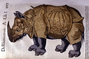 Das Nashorn nach „Historia Animalium“ von Conrad Gesner, Tiguri 1560.