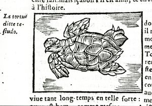 Die Meeresschildkröte, nach dem Traktat von Gerolamo Cardano (Cardanus Hieronymus) (Cardan) „De la subtilité“, gedruckt in Rouen 1642 von Unknown artist