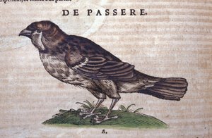 Der Spatz in Historia Animalium von Conrad Gesner (1516 - 1565), Tiguri von Unknown artist