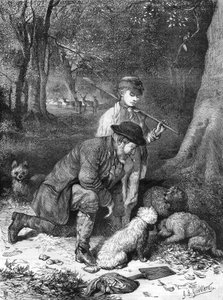 Die Trüffel. Gravur von 1870.