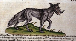 Der Wolf nach der Historia Animalium von Conrad Gesner, Tiguri 1560. Biblioteca Nazionale Braidense. Mailand von Unknown artist