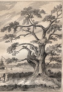 Dritte Reise (1776-1779) von Kapitän James Cook (1728-1779): Baum, unter dem Cook den Durchgang der Venus beobachtete - Illustration aus „Die großen Seefahrer des 18. Jahrhunderts“ von Unknown artist