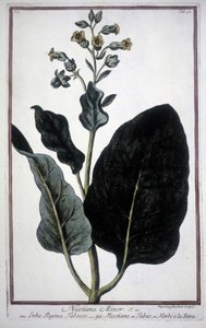 Tabakblatt und Blume (Nicotiana Minor) in einem Herbarium des 19. Jahrhunderts. von Unknown artist
