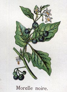 Giftige botanische Pflanzen: Schwarzer Nachtschatten. Gravur in "Die natürliche Medikation" von Friedrich Eduard Bilz (1842-1922)