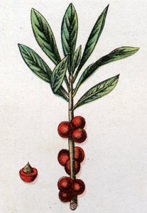 Giftige botanische Pflanzen: Seidelbast. Gravur in "Die natürliche Medikation" von Friedrich Eduard Bilz (1842-1922)