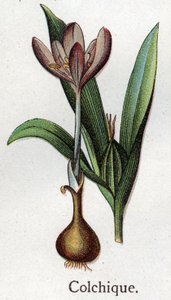 Giftige botanische Pflanzen: Herbstzeitlose. Gravur in „Die natürliche Medikation“ von Friedrich Eduard Bilz (1842-1922)