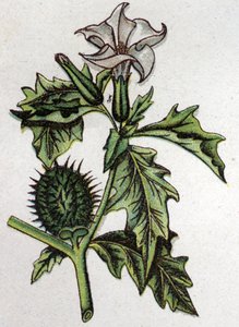 Giftige botanische Pflanzen: Stechapfel. Gravur in „The natural medication“ von Friedrich Eduard Bilz (1842-1922) von Unknown artist
