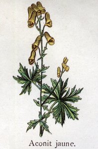 Giftige botanische Pflanzen: Gelber Eisenhut. Gravur in „The natural medication“ von Friedrich Eduard Bilz (1842-1922) von Unknown artist