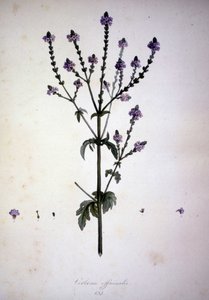 Verbena officinalis (Verbena officinale). Herbarium des 19. Jahrhunderts