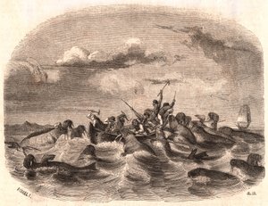 Ansicht einer Gruppe englischer Seeleute, die 1818 vor der Küste von Spitzbergen eine Herde Walrosse jagen von Unknown
