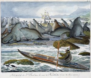 Ansicht der Insel St. Paul im Meer von Kamtschatka mit Seelöwen