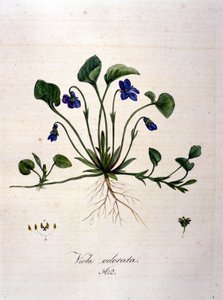 Veilchen. Gravur des 19. Jahrhunderts von Unknown artist