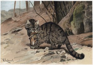 Wildkatze - Die Wildkatze (Felis silvestris) - Gravur aus „Brehms Tierleben“ von Alfred Edmund Brehm (1829-1884)