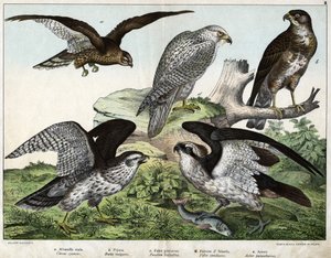 a: Adler oder Königsbussard, b: Düse, c: Fischadler, d: Islandfalke, e: Habicht - in „Naturgeschichte der Vögel“, ed. Hoepli, Mailand