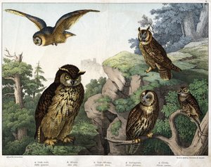 a: Goldene Eule (Bubo ignavus), b: Hulotte (cat-huant) (Asio shell), c: Wilde Eule (Syrnium aluco), d: Eule (Strix flammea), e: Eule (Athene noctua) - in „Natural History of Birds“, ed. Hoepli, Mailand