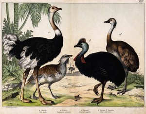 a: Großtrappe (Otis tarda), b: Kasuar (Casuarius galeatus), c: Afrikanischer Strauß (Struthio camelus), d: Nandu (Rhea Americana) - In „Natural History of Oideals“, ed. Hoepli, Mailand von Unknown artist