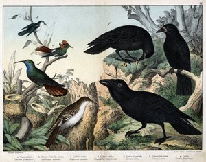a: Gartenbaumläufer (Certhia familiaris), b: Kleiner Kolibri (Mellisuga minima), c: Geschmückter Kolibri (Lophornis ornata), d: Saphirkolibri (Hylocharis sapphirina), e: Kaiserkrähe (Corvus corax), f: Schwarze Krähe (Corvus corone), g: Rabe (Corvus frugile von Unknown artist