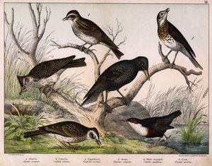 a: Feldlerche (Alauda arvensis), b: Heidelerche (Lullula arborea), c: Haubenlerche (Galerita cristata), d: Star (Sturnus vulgaris), e: Wasseramsel (Cinclus aquaticus), f: Singdrossel (Turdus philomelos) in „Naturgeschichte der Vögel“, Hrsg. Hoepli, Mailand