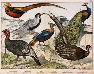 a: Silberfasan (Euplocamus nycthemerus), b: Goldfasan (Thaumalea picta), c: Majestätischer Fasan (Argus giganteus), d: Blauer Pfau (Pavo cristatus), e: Lophophorus impeyanus, f: Truthahn (Meleagris gallo-pavo), in „Naturgeschichte der Vögel“, ed. Hoepli von Unknown artist