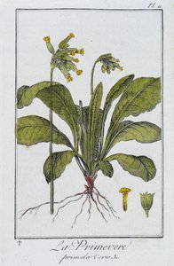 Die Primel (Primula vers) - in „Botanikübungen für Kaufleute“, verfasst von J.C. Philibert, Druckerei Crapelet, Paris