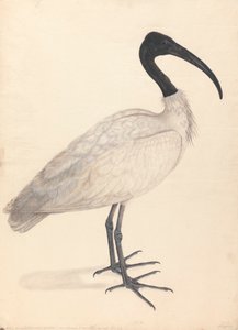 Ein schwarz-weißer indischer Vogel (einer von einem Paar) von Unknown artist