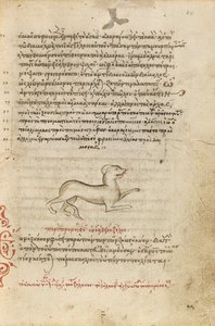 Ein Hund