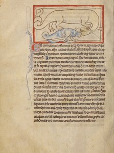 Ein Hydrus von Unknown artist