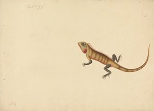 Eine Eidechse mit Skizzen eines Skorpions und einer Spinne
