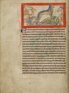 Ein Panther