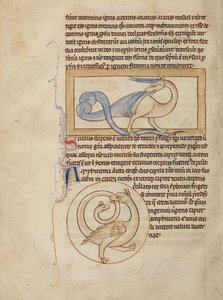 Ein Scitalis; Eine Amphisbaena von Unknown artist